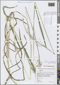 Glyceria lithuanica (Gorski) Gorski, Siberia, Baikal & Transbaikal region (S4) (Russia)