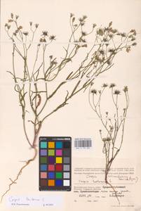 Crepis tectorum L., Eastern Europe, Lower Volga region (E9) (Russia)