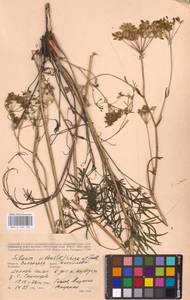Silaum silaus (L.) Schinz & Thell., Eastern Europe, Lower Volga region (E9) (Russia)
