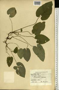 Viola hirta L., Eastern Europe, North Ukrainian region (E11) (Ukraine)