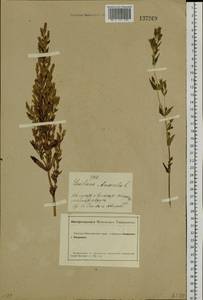 Gentianella amarella var. lingulata (C. Agardh) T. Karlsson, Siberia, Altai & Sayany Mountains (S2) (Russia)