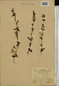 Gentianella amarella var. lingulata (C. Agardh) T. Karlsson, Eastern Europe, Middle Volga region (E8) (Russia)