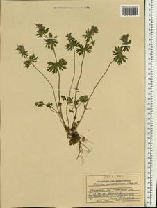 Lamium amplexicaule var. orientale (Pacz.) Mennema, Eastern Europe, Central region (E4) (Russia)