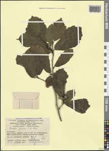Parrotia persica (DC.) C.A.Mey., Caucasus, Azerbaijan (K6) (Azerbaijan)