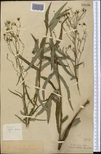 Hieracium umbellatum L., Middle Asia, Northern & Central Kazakhstan (M10) (Kazakhstan)