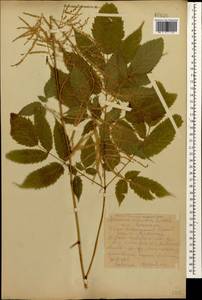 Aruncus dioicus var. kamtschaticus (Maxim.) Hara, Caucasus, Krasnodar Krai & Adygea (K1a) (Russia)