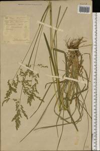 Poa pratensis L., Eastern Europe, South Ukrainian region (E12) (Ukraine)