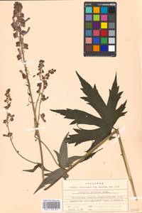 Aconitum septentrionale Koelle, Eastern Europe, Moscow region (E4a) (Russia)