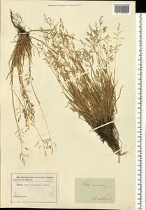 Poa annua L., Eastern Europe, South Ukrainian region (E12) (Ukraine)
