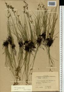 Juncus compressus Jacq., Eastern Europe, North Ukrainian region (E11) (Ukraine)