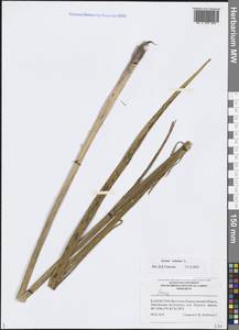 Acorus calamus L., Middle Asia, Muyunkumy, Balkhash & Betpak-Dala (M9) (Kazakhstan)