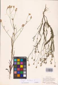 Crepis tectorum L., Eastern Europe, Lower Volga region (E9) (Russia)