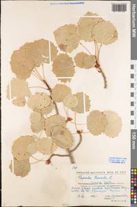 Populus tremula L., Eastern Europe, North Ukrainian region (E11) (Ukraine)
