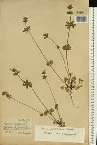 Lamium amplexicaule var. orientale (Pacz.) Mennema, Eastern Europe, Central forest-and-steppe region (E6) (Russia)