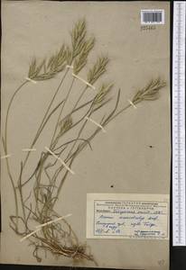 Bromus lanceolatus Roth, Middle Asia, Pamir & Pamiro-Alai (M2) (Uzbekistan)