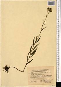 Hieracium umbellatum L., Eastern Europe, Belarus (E3a) (Belarus)