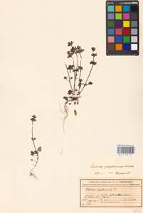Lamium amplexicaule var. orientale (Pacz.) Mennema, Eastern Europe, Moscow region (E4a) (Russia)