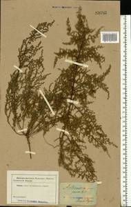 Artemisia scoparia Waldst. & Kit., Eastern Europe, South Ukrainian region (E12) (Ukraine)