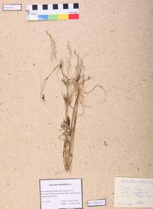 Agrostis stolonifera L., Siberia, Altai & Sayany Mountains (S2) (Russia)