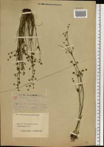 Juncus articulatus L., Eastern Europe, Central forest region (E5) (Russia)