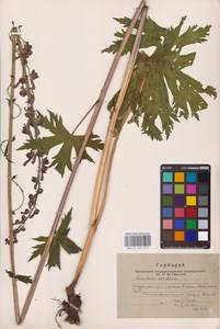 Aconitum septentrionale Koelle, Eastern Europe, Eastern region (E10) (Russia)