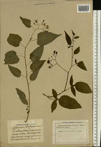 Solanum dulcamara L., Eastern Europe, Latvia (E2b) (Latvia)