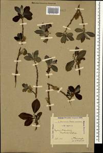 Salix caprea L., Caucasus, Azerbaijan (K6) (Azerbaijan)