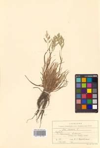 Poa annua L., Siberia, Russian Far East (S6) (Russia)