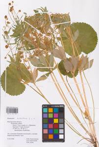 Ranunculus cassubicus L., Eastern Europe, North-Western region (E2) (Russia)