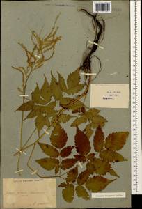 Aruncus dioicus var. kamtschaticus (Maxim.) Hara, Caucasus, Georgia (K4) (Georgia)