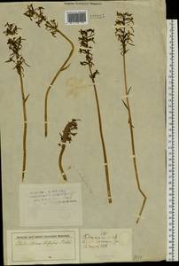 Platanthera bifolia (L.) Rich., Siberia, Altai & Sayany Mountains (S2) (Russia)
