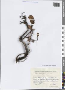 Salix khokhriakovii A.K.Skvortsov, Siberia, Chukotka & Kamchatka (S7) (Russia)