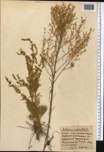Artemisia scoparia Waldst. & Kit., Middle Asia, Northern & Central Kazakhstan (M10) (Kazakhstan)