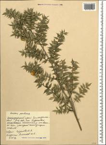 Ruscus aculeatus L., Caucasus, Black Sea Shore (from Novorossiysk to Adler) (K3) (Russia)