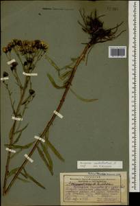 Hieracium umbellatum L., Caucasus, Georgia (K4) (Georgia)