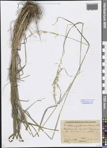 Calamagrostis arundinacea (L.) Roth, Eastern Europe, Moscow region (E4a) (Russia)