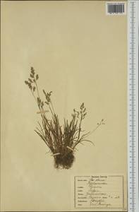 Poa annua L., Eastern Europe, North-Western region (E2) (Russia)