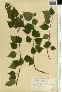 Betula pendula Roth, Eastern Europe, South Ukrainian region (E12) (Ukraine)