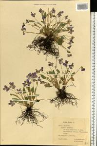 Viola hirta L., Eastern Europe, Central forest-and-steppe region (E6) (Russia)