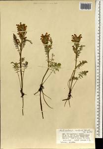 Pedicularis rubens Stephan ex Willd., Mongolia (MONG) (Mongolia)