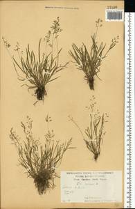 Poa annua L., Eastern Europe, Central forest-and-steppe region (E6) (Russia)