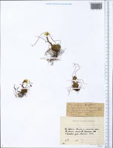 Saxifraga flagellaris, Siberia, Yakutia (S5) (Russia)