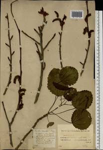 Populus tremula L., Eastern Europe, Middle Volga region (E8) (Russia)
