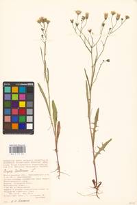 Crepis tectorum L., Eastern Europe, Lower Volga region (E9) (Russia)