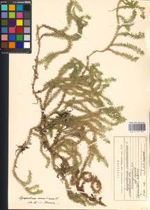 Spinulum annotinum subsp. annotinum, Eastern Europe, Moscow region (E4a) (Russia)