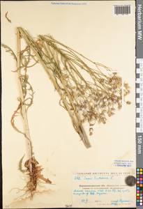Crepis tectorum L., Eastern Europe, North Ukrainian region (E11) (Ukraine)