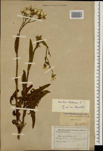 Lactuca tatarica (L.) C. A. Mey., Caucasus, Azerbaijan (K6) (Azerbaijan)