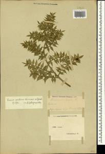 Ruscus aculeatus L., Crimea (KRYM) (Russia)