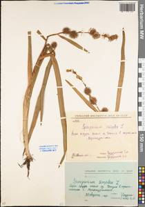 Sparganium emersum Rehmann, Eastern Europe, Eastern region (E10) (Russia)