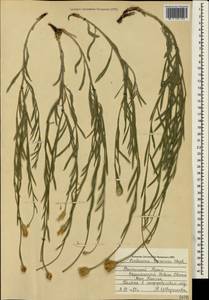 Psephellus trinervius (Willd.) Wagenitz, Crimea (KRYM) (Russia)